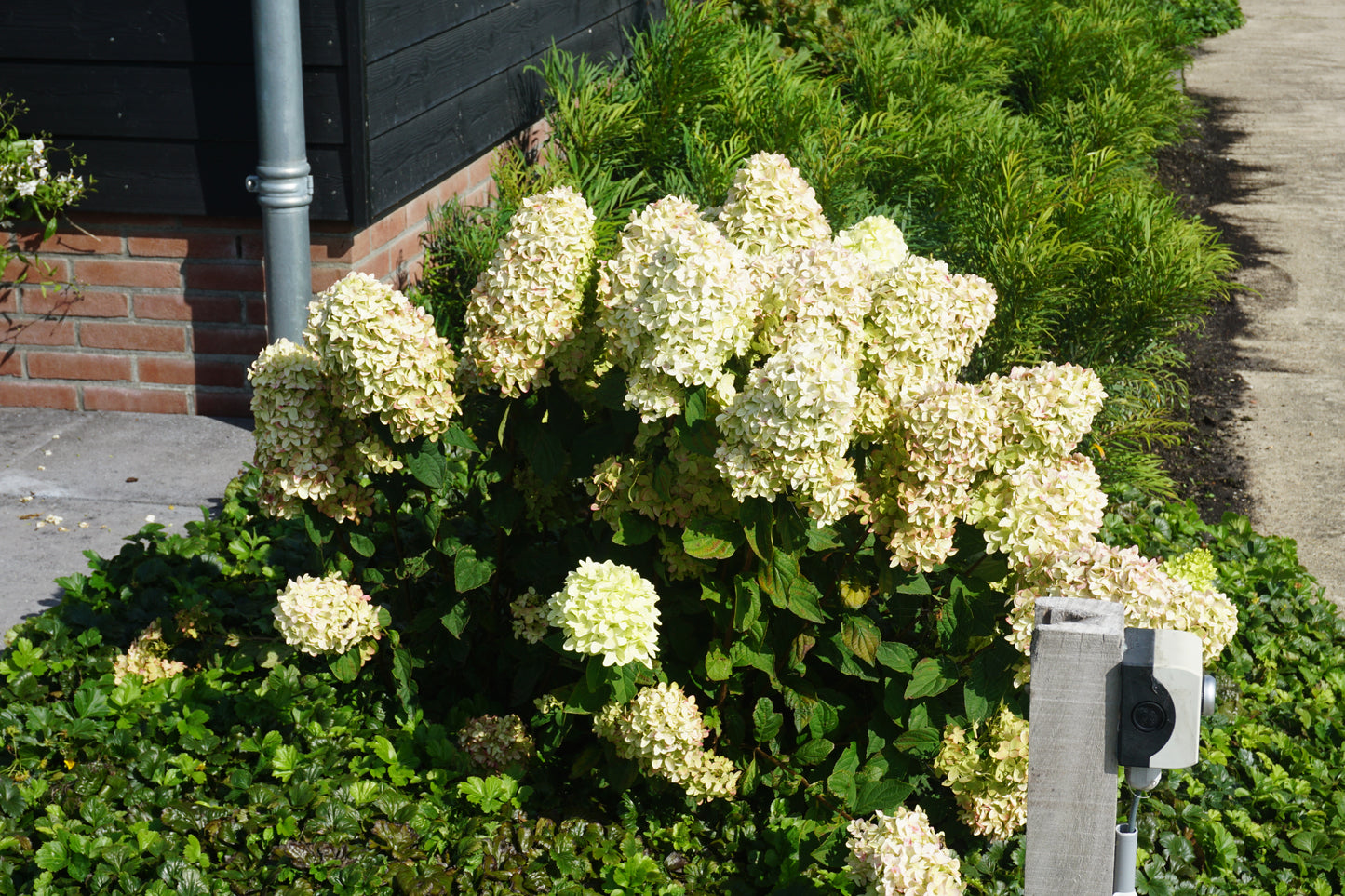 Hortenzija Magical Candle 'Bokraflame'