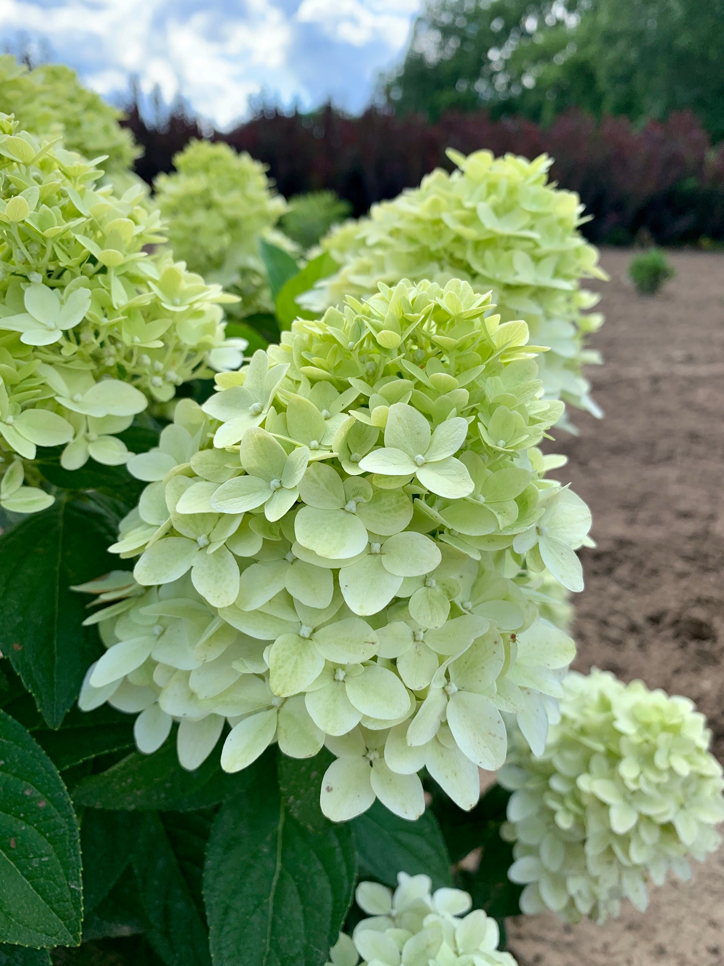 Hortenzija Magical Candle 'Bokraflame'