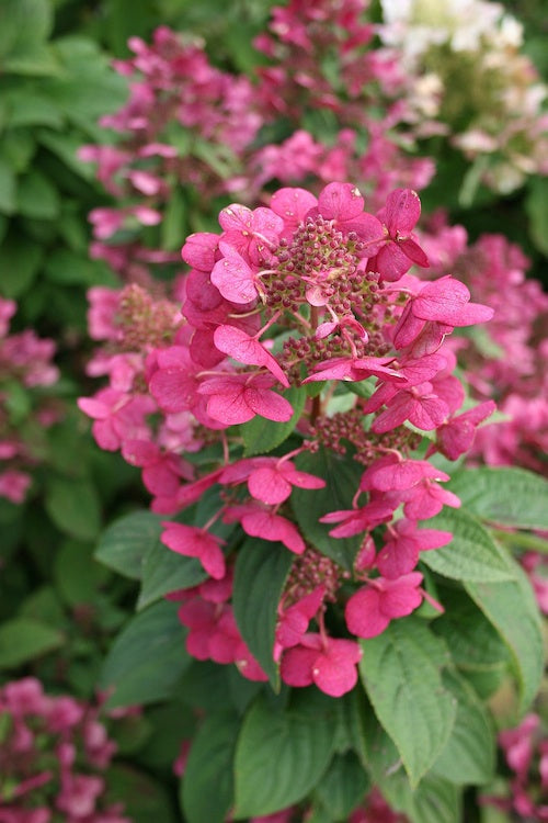 Hortenzija Magical Fire 'Bokraplume'