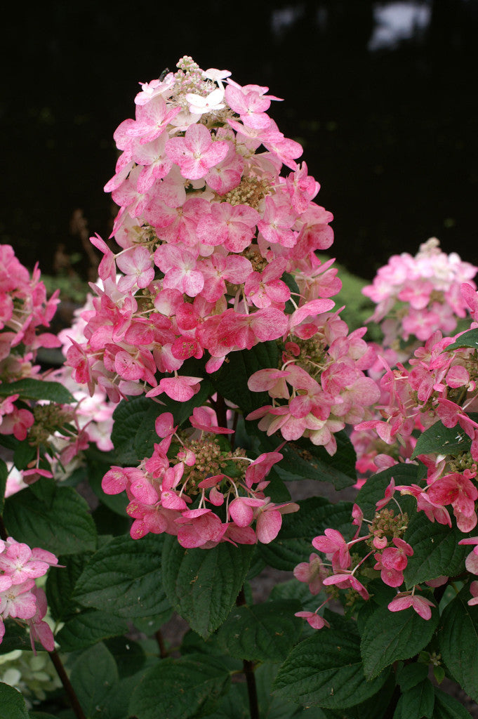 Hortenzija Magical Fire 'Bokraplume'