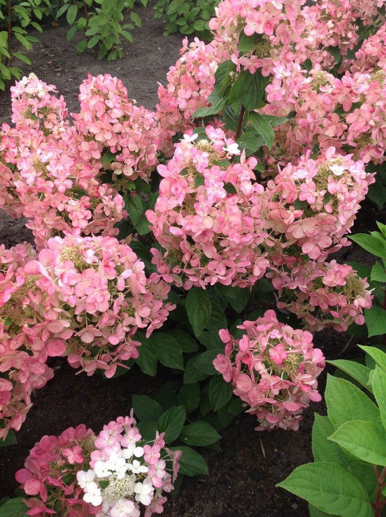 Hortenzija Magical Fire 'Bokraplume'