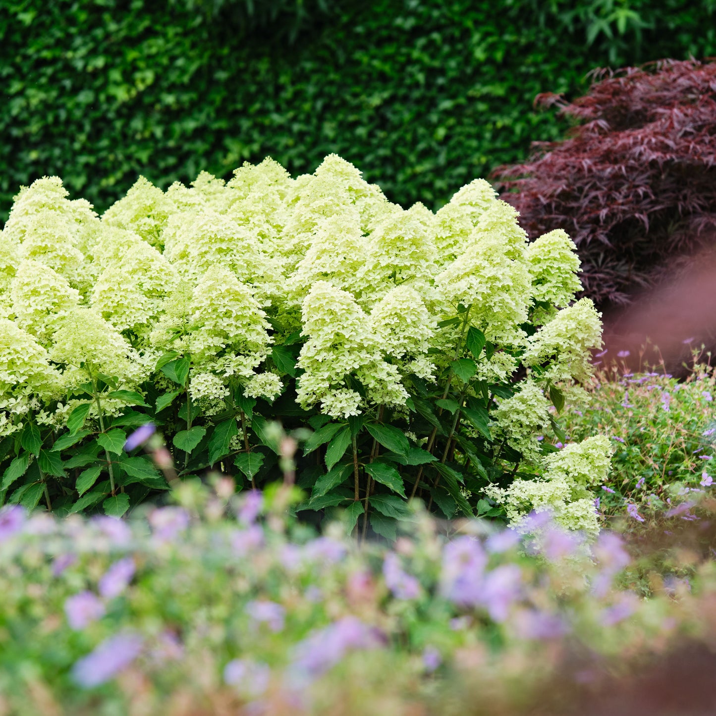 Hortenzija Magical Lime Sparkle 'Bokrali'