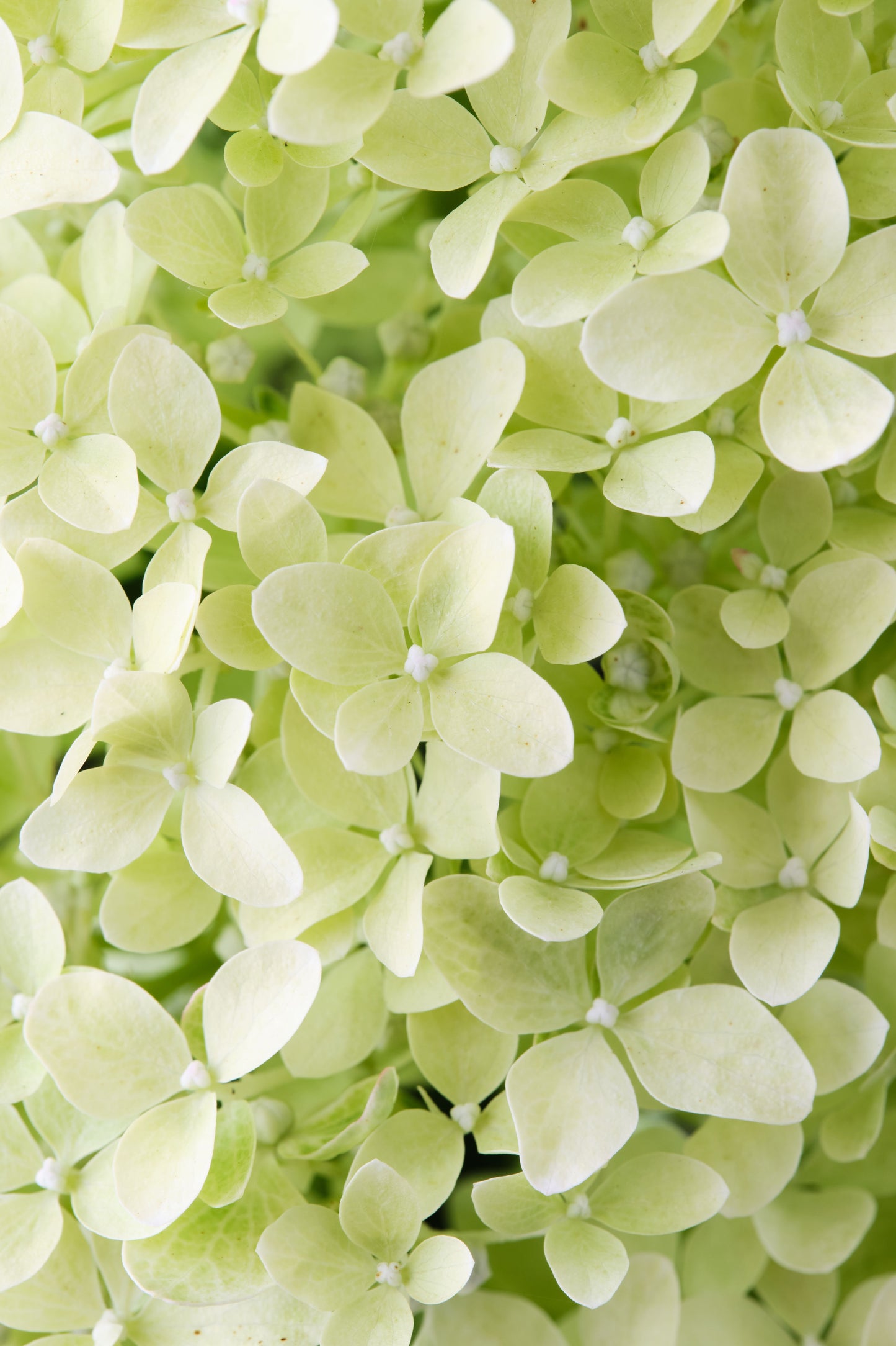 Hortenzija Magical Lime Sparkle 'Bokrali'