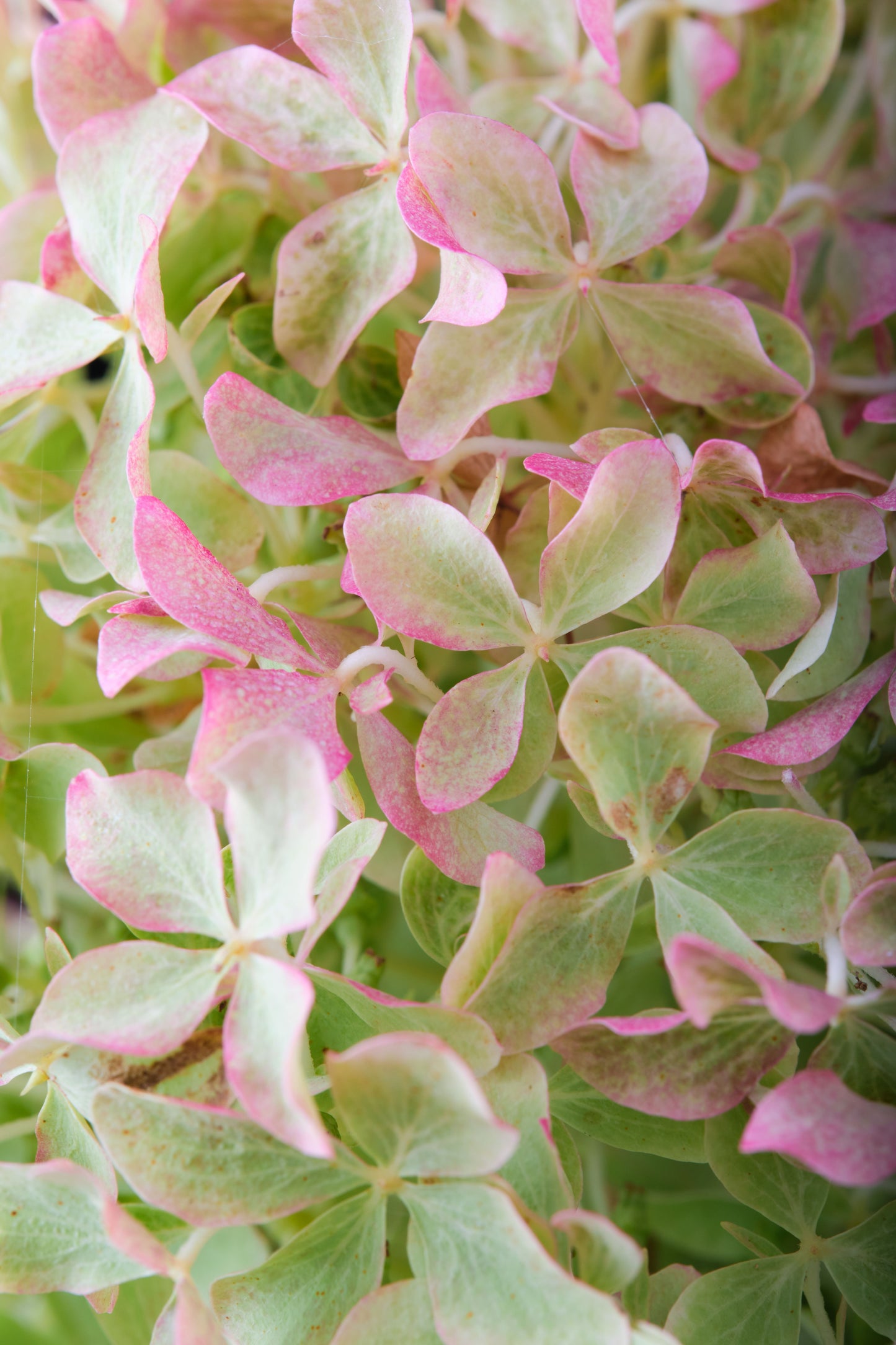 Hortenzija Magical Lime Sparkle 'Bokrali'