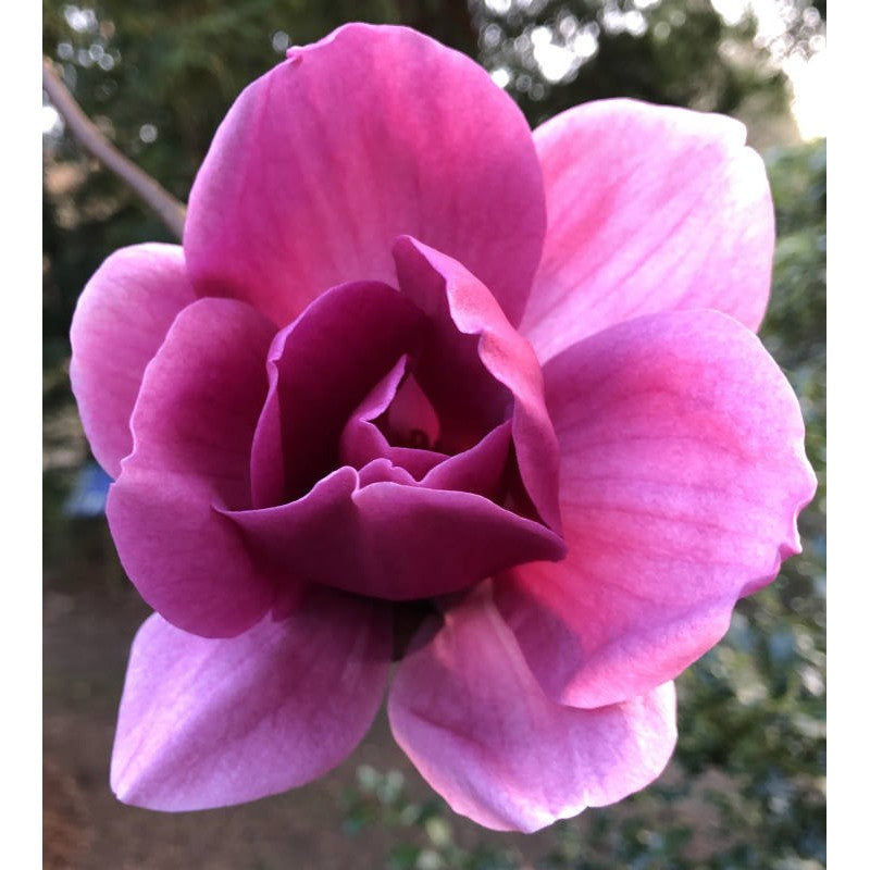 Magnolija 'Ians Red'