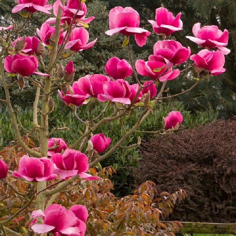 Magnolija 'Felix Jury'