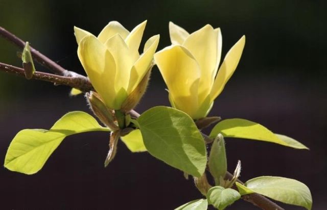 Magnolija 'Golden Dream'