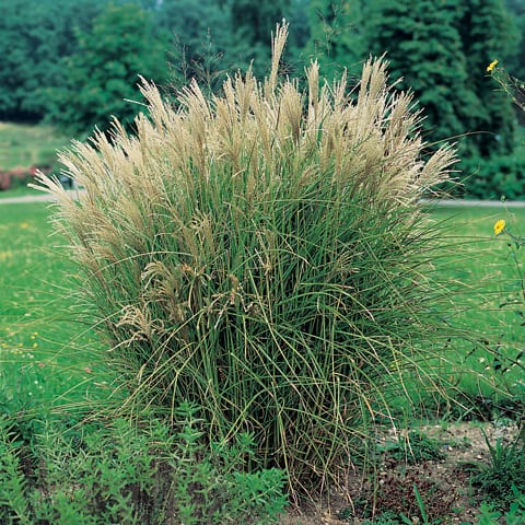 Miskante ‘Graziella’
