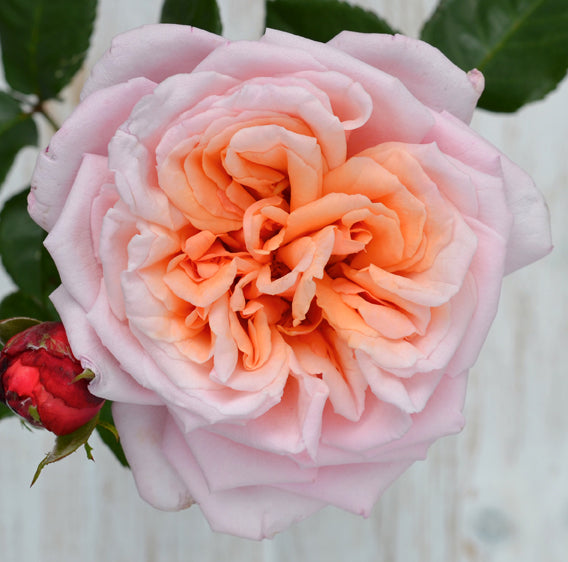 Roze Never Ending Story®