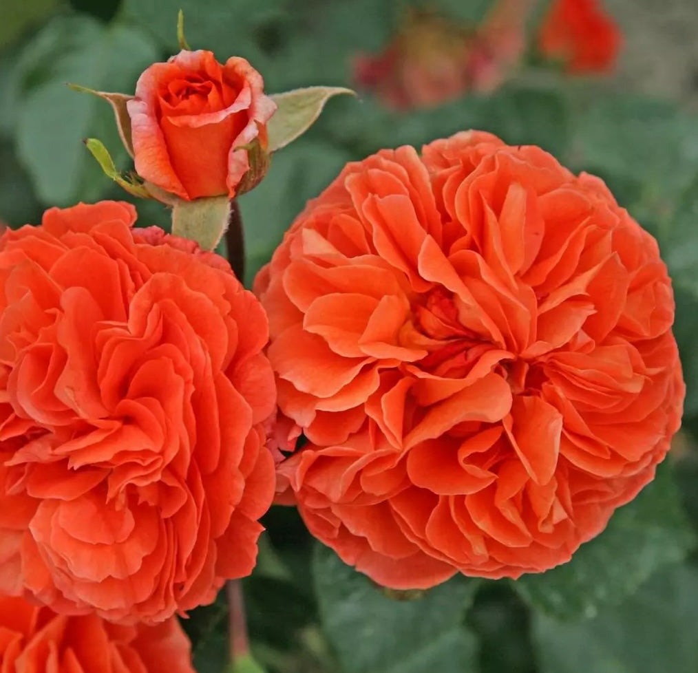 Roze Orangerie®