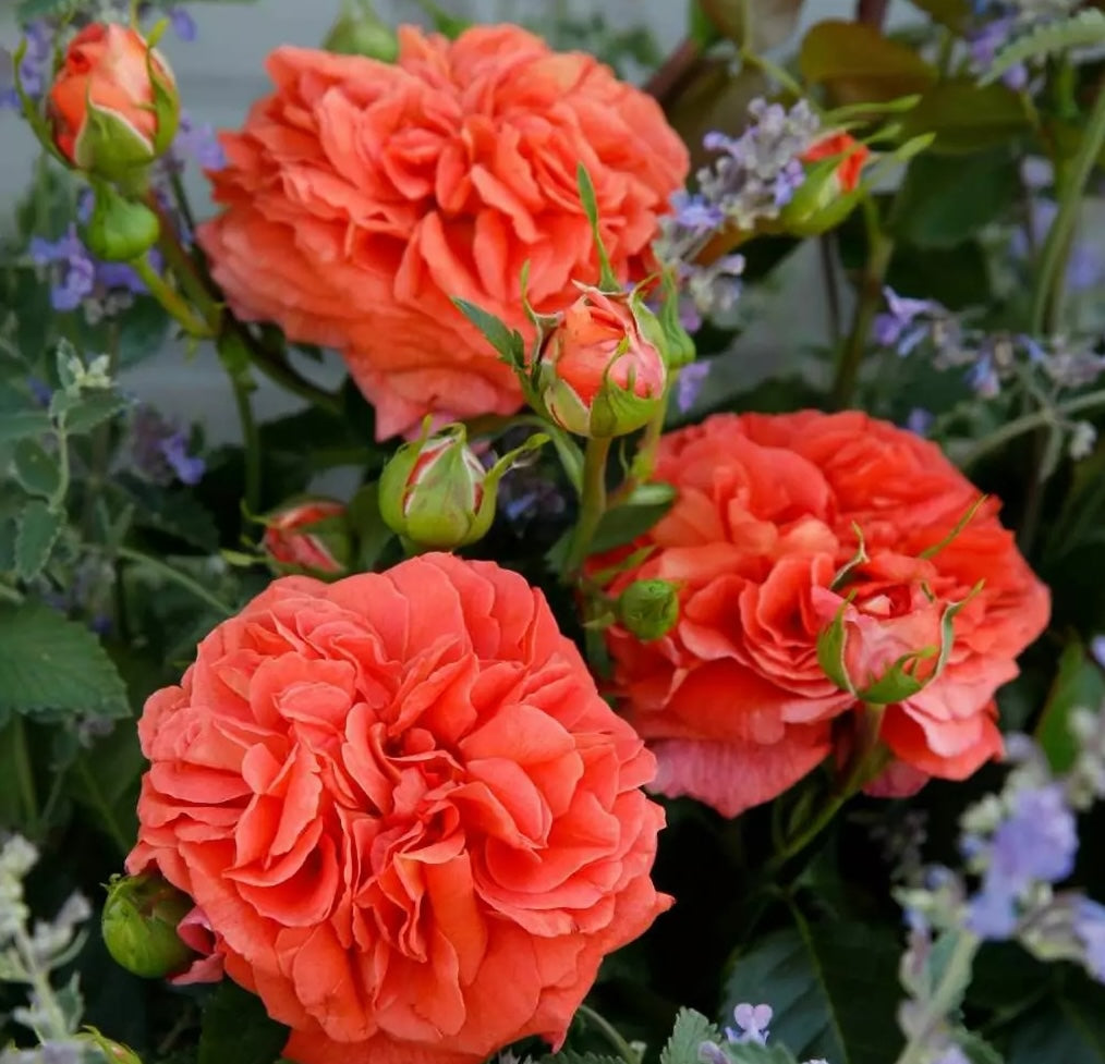 Roze Orangerie®
