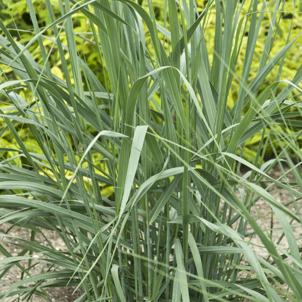 Sāre ‘Dewey Blue’