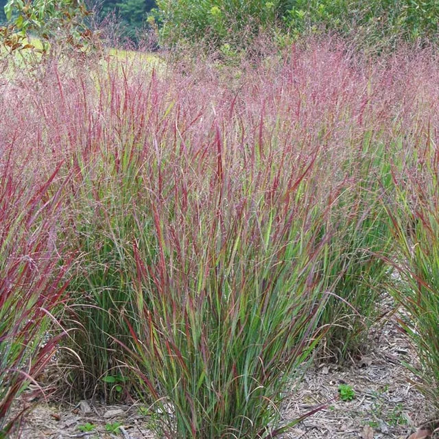 Sāre ‘Shenandoah’