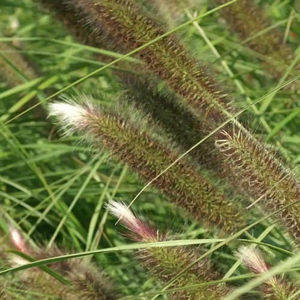 Spalvzāle ‘Magic’