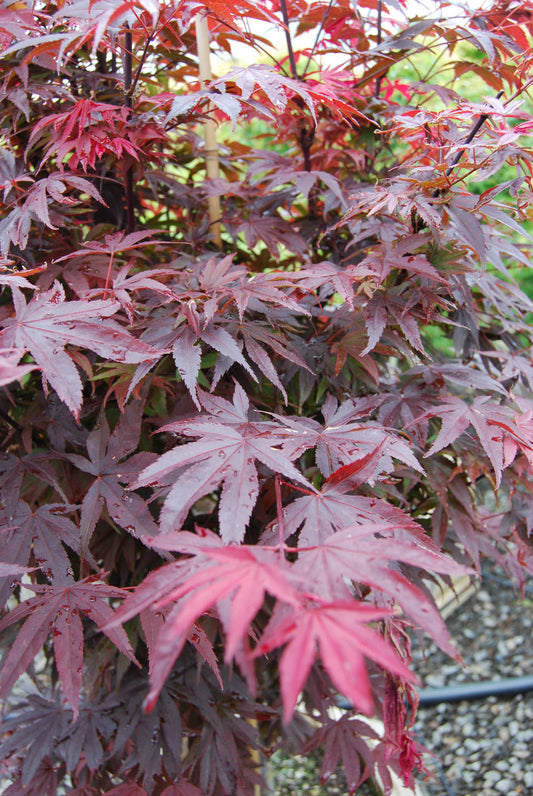 Japānas kļava 'Pixie'