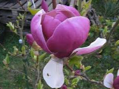 Magnolija 'Purple planets'