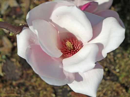 Magnolija soulangeana 'Satisfaction'