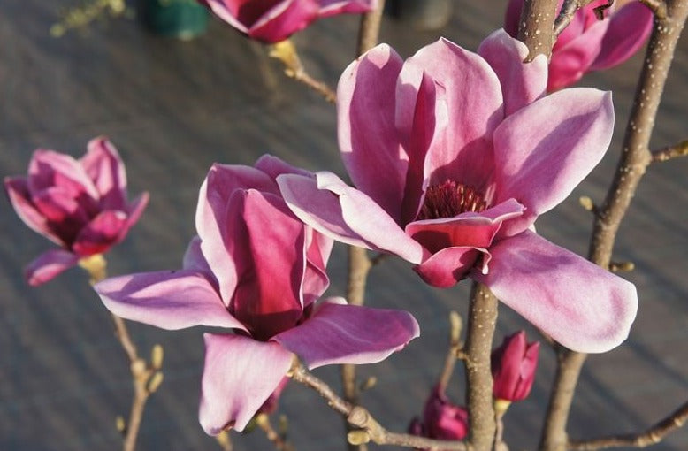 Magnolija 'Shirazz'