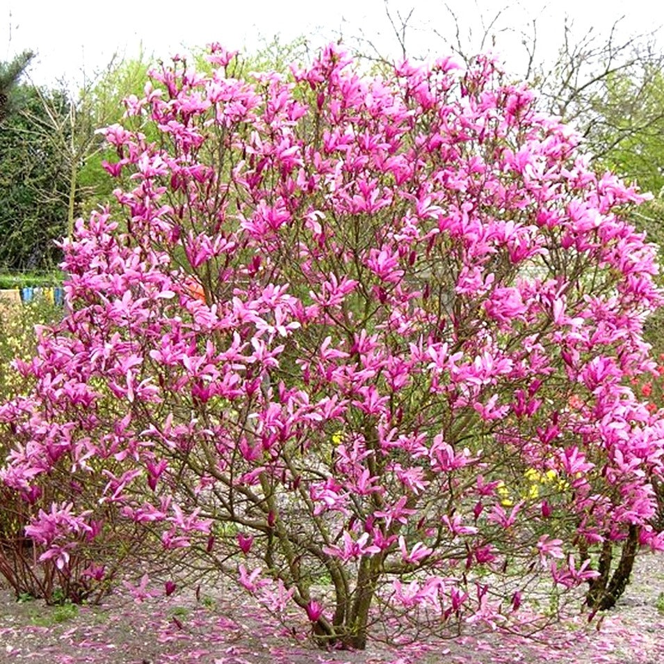 Magnolija Susan