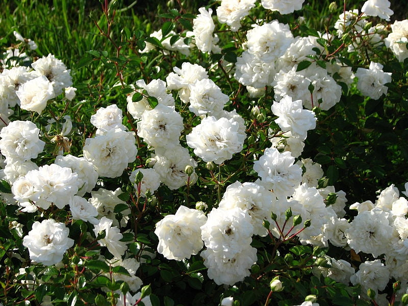 Roze 'Sea Foam' (Augststumbra)