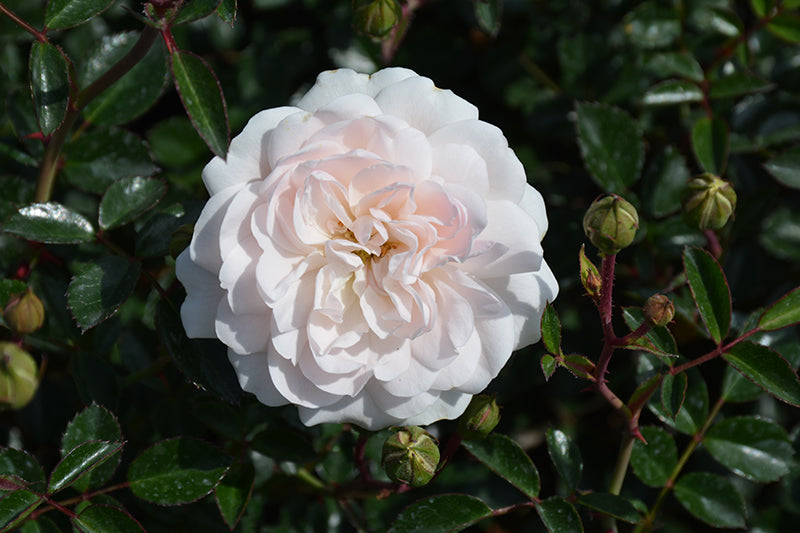 Roze 'Sea Foam' (Augststumbra)