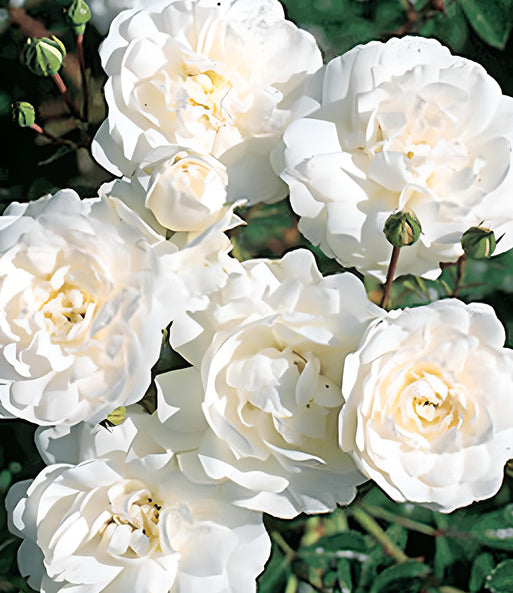 Roze 'Sea Foam' (Augststumbra)