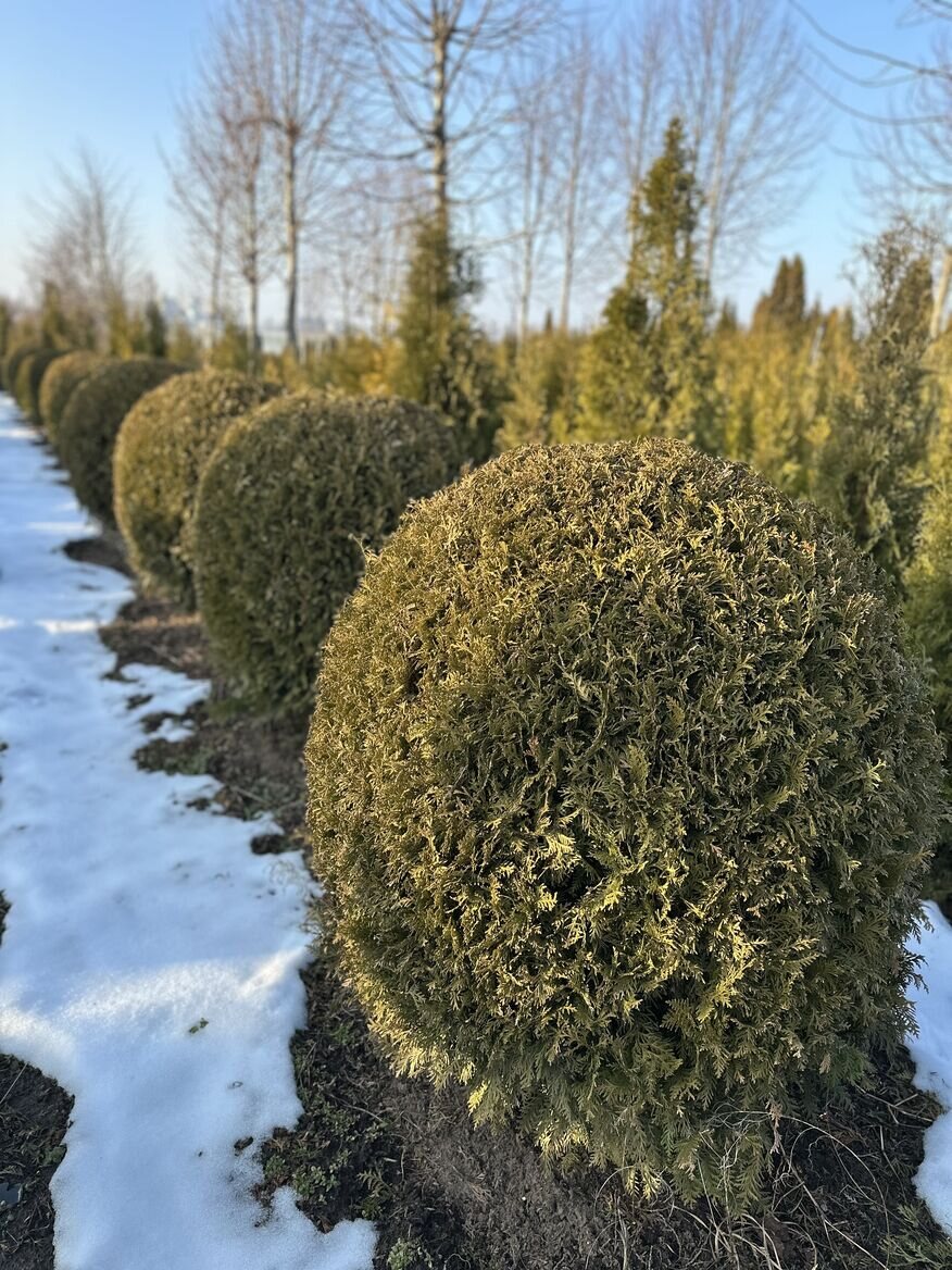 Tūja 'Globosa' 80/80cm
