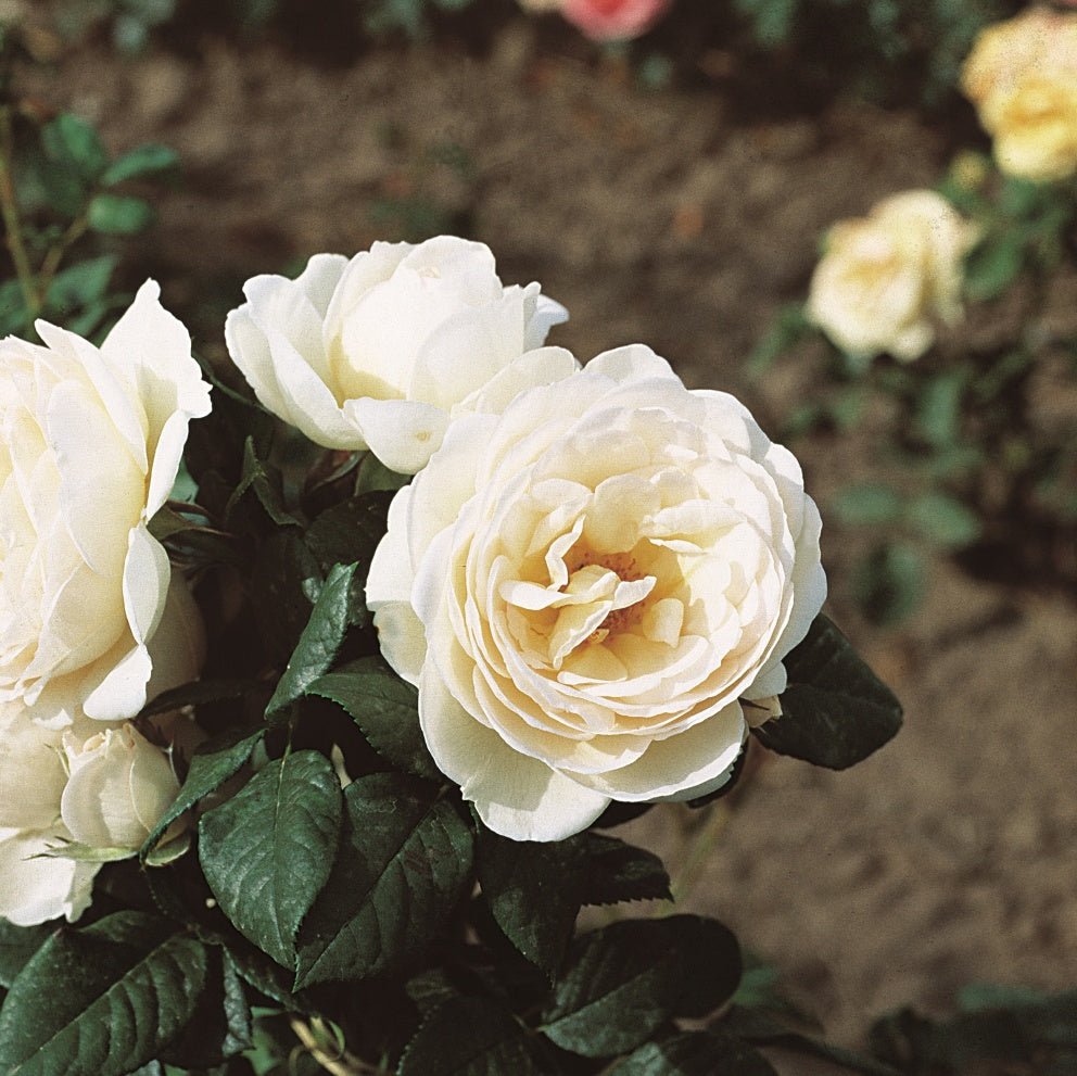 Roze Uetersener Klosterrose®