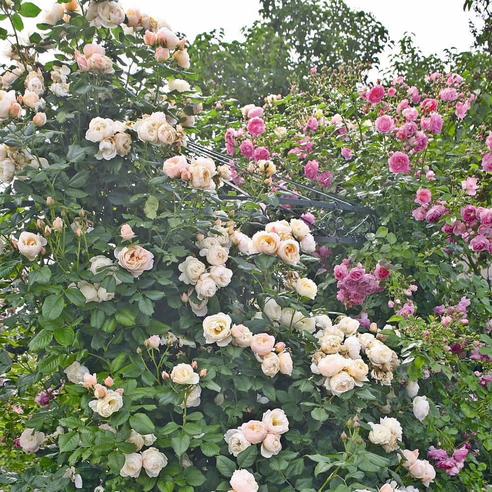 Roze Uetersener Klosterrose®
