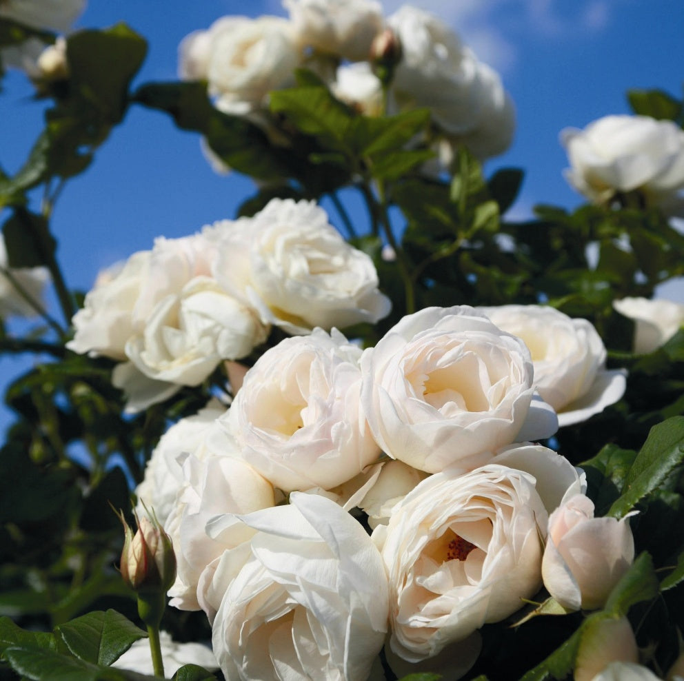 Roze Uetersener Klosterrose®
