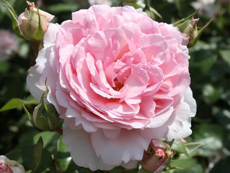 Roze Aleksander Princesse de Luxemburg®