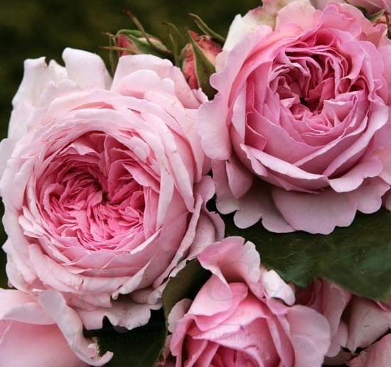 Roze Aleksander Princesse de Luxemburg®