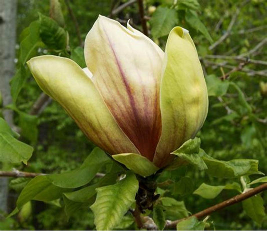 Magnolija Ambrosia