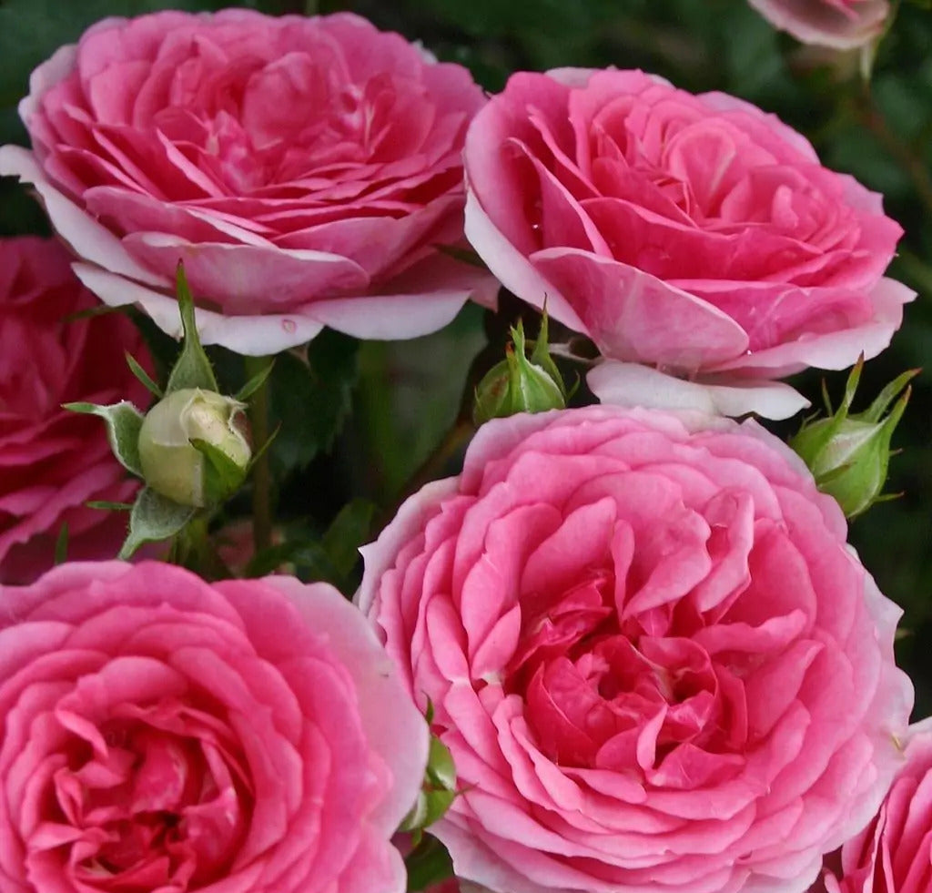 Roze Amica®