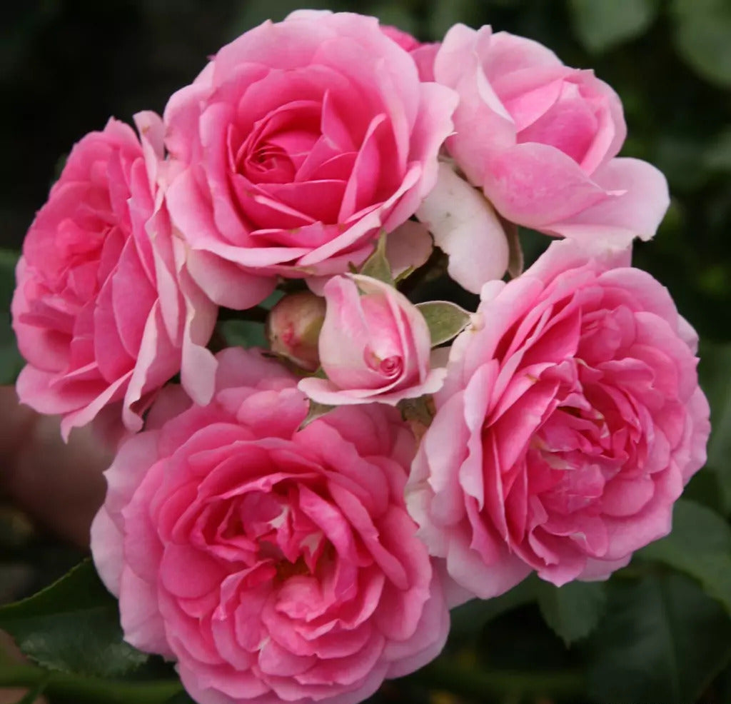 Roze Amica®