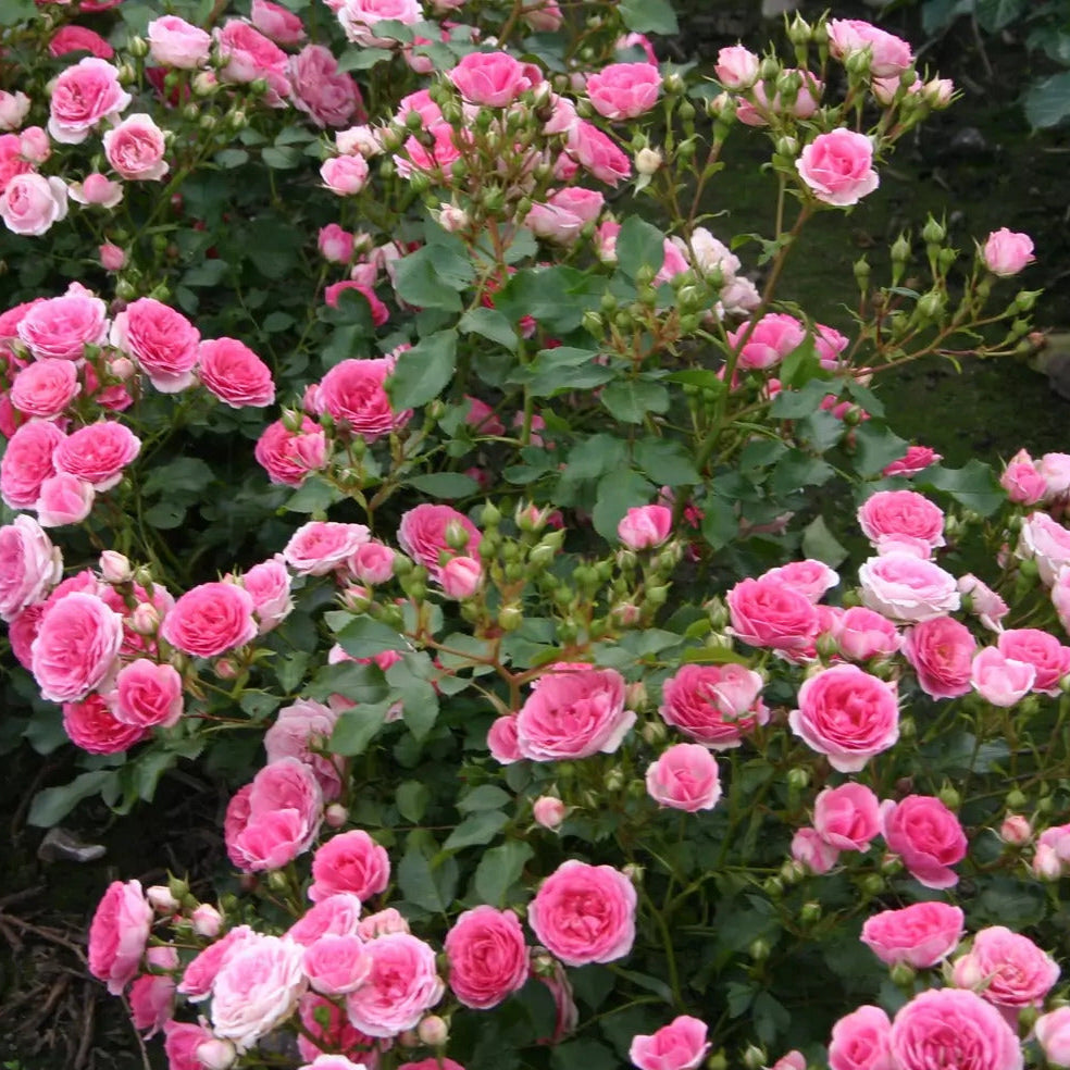 Roze Amica®