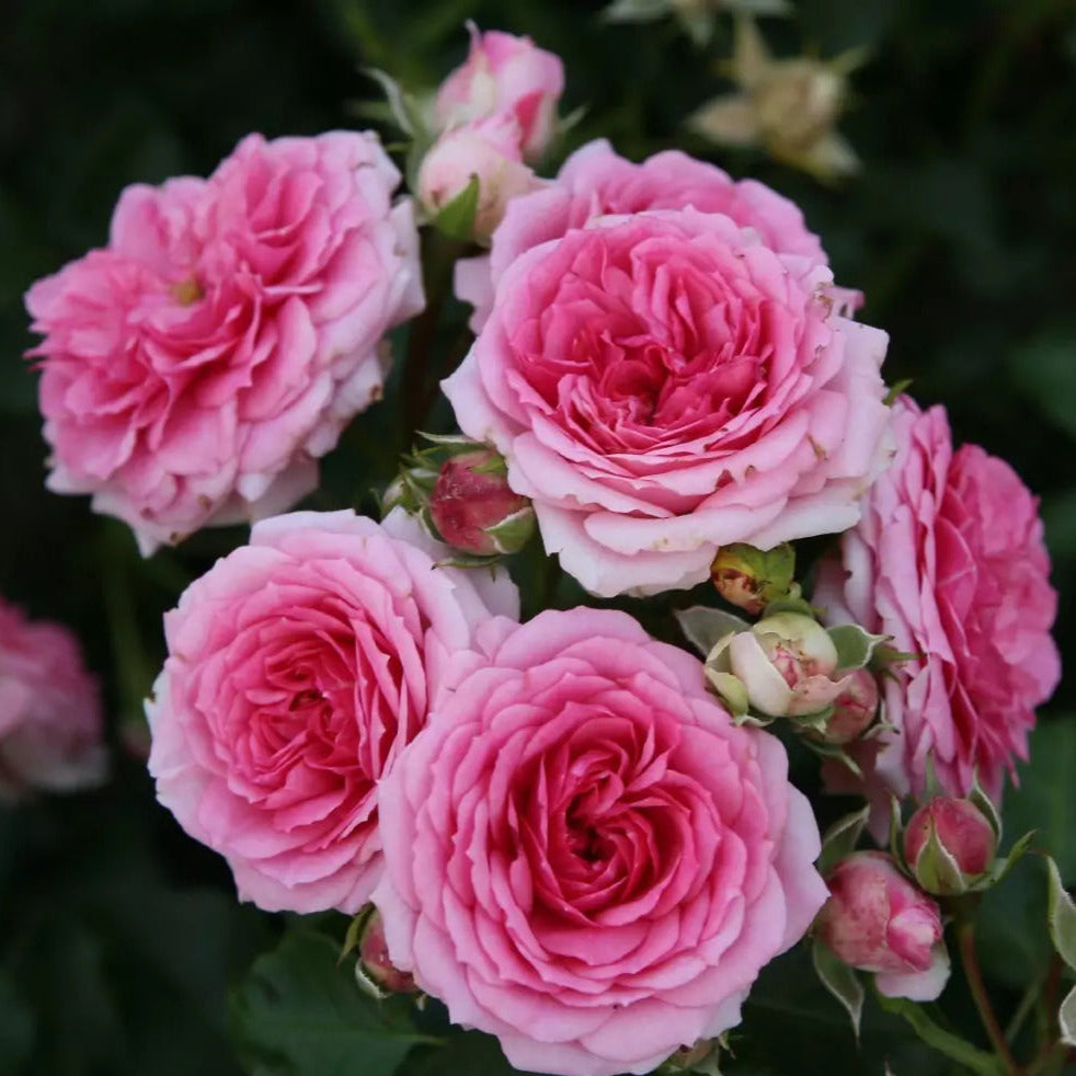 Roze Amica®