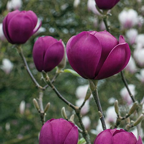 Magnolija 'Aphrodite'