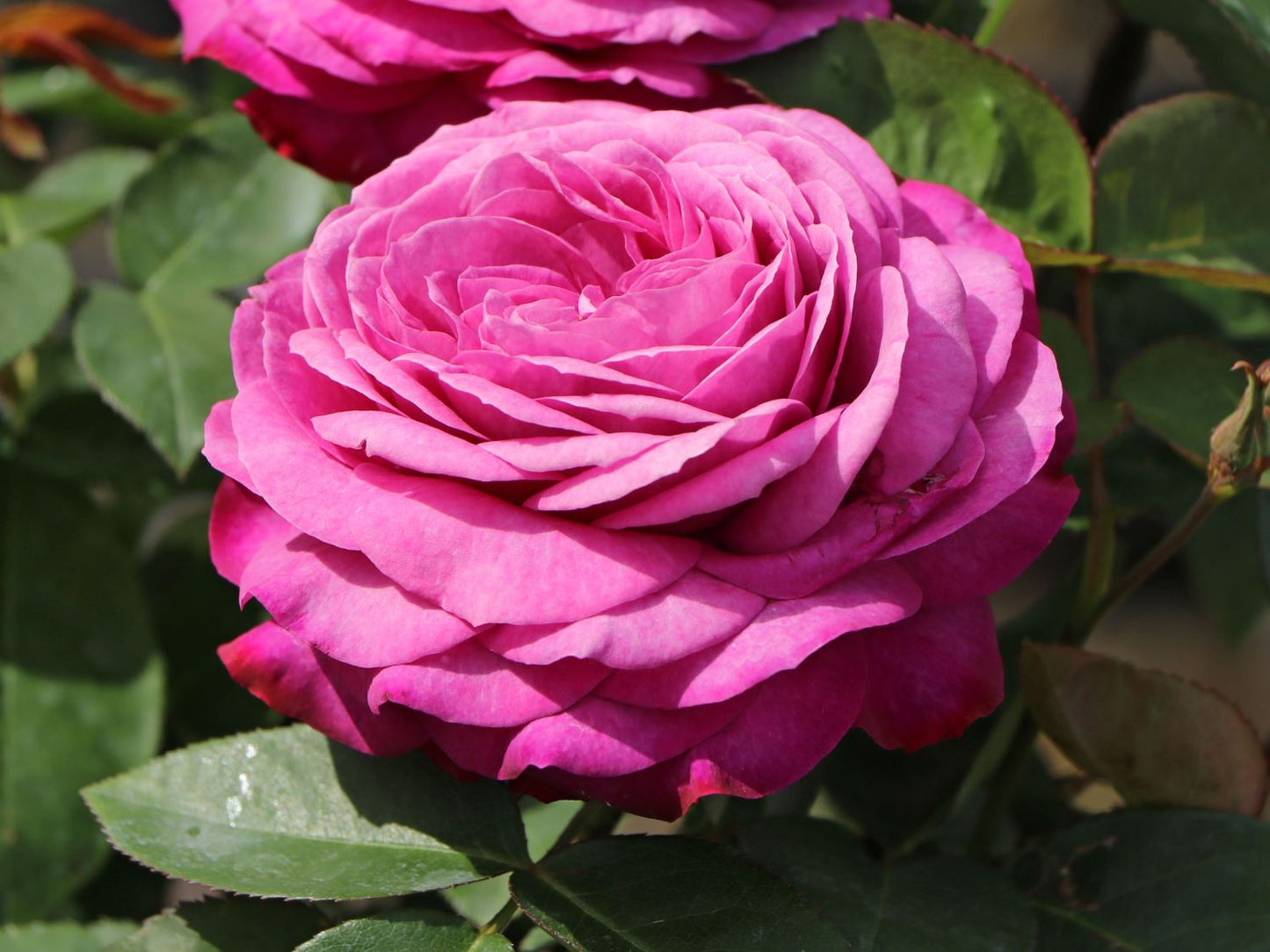 Roze 'Heidi Klum'