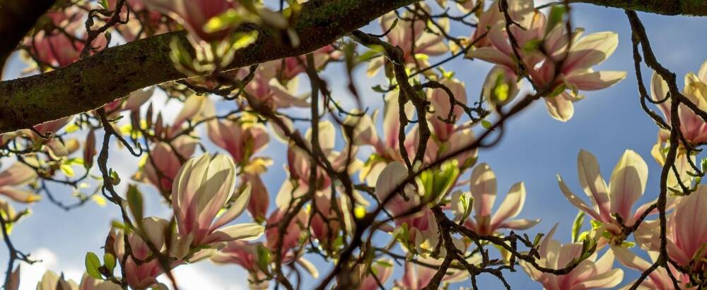 Magnolija Ambrosia