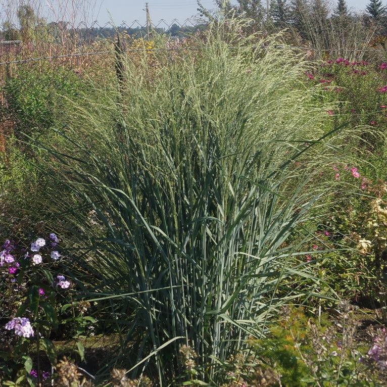 Sāre ‘Dewey Blue’