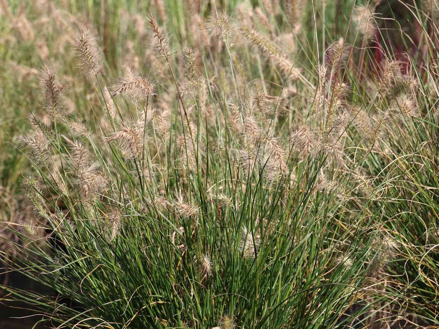 Spalvzāle ‘Little Bunny’