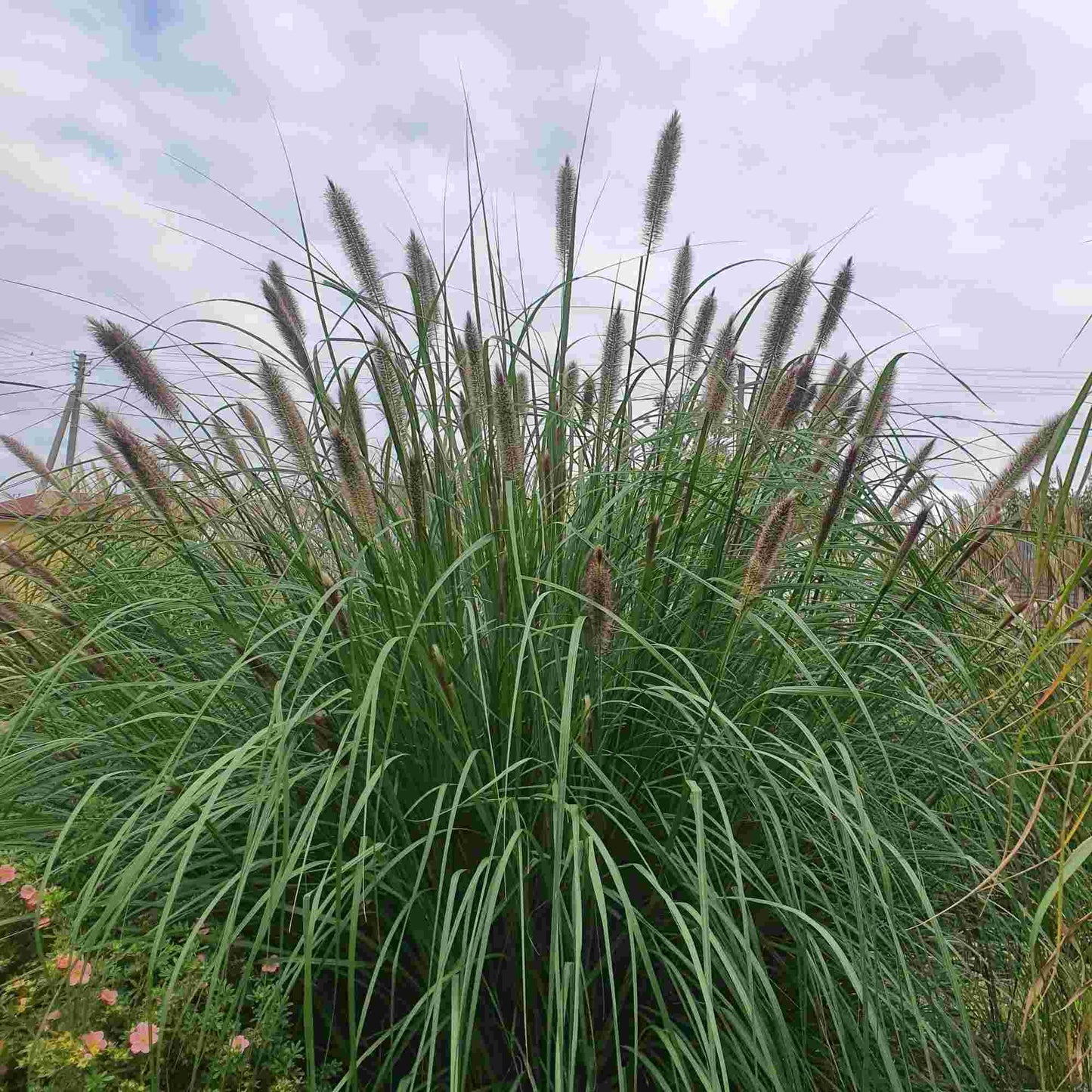 Spalvzāle ‘Paul's Giant’