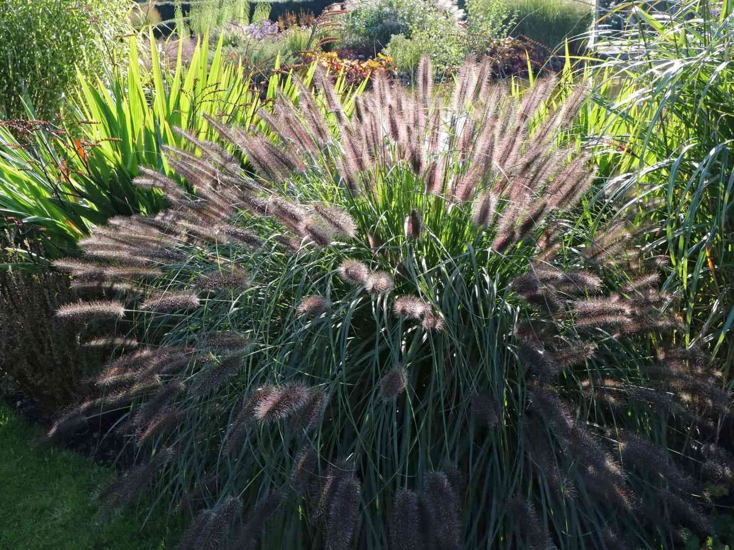 Spalvzāle ‘Viridescens’