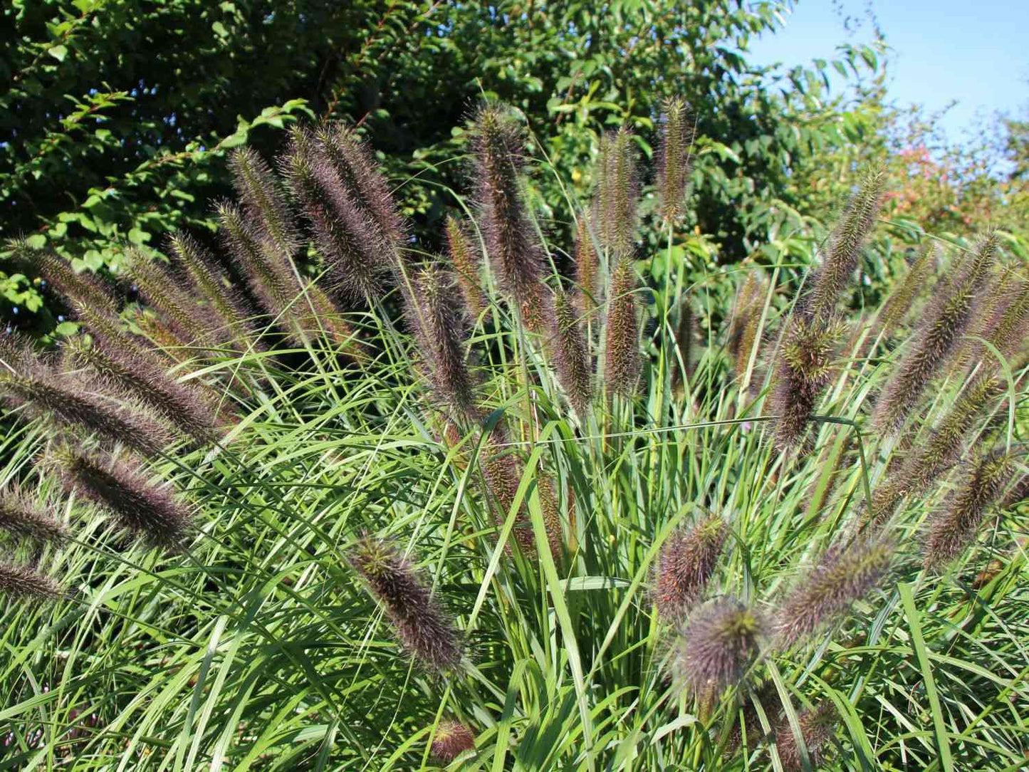Spalvzāle ‘Viridescens’