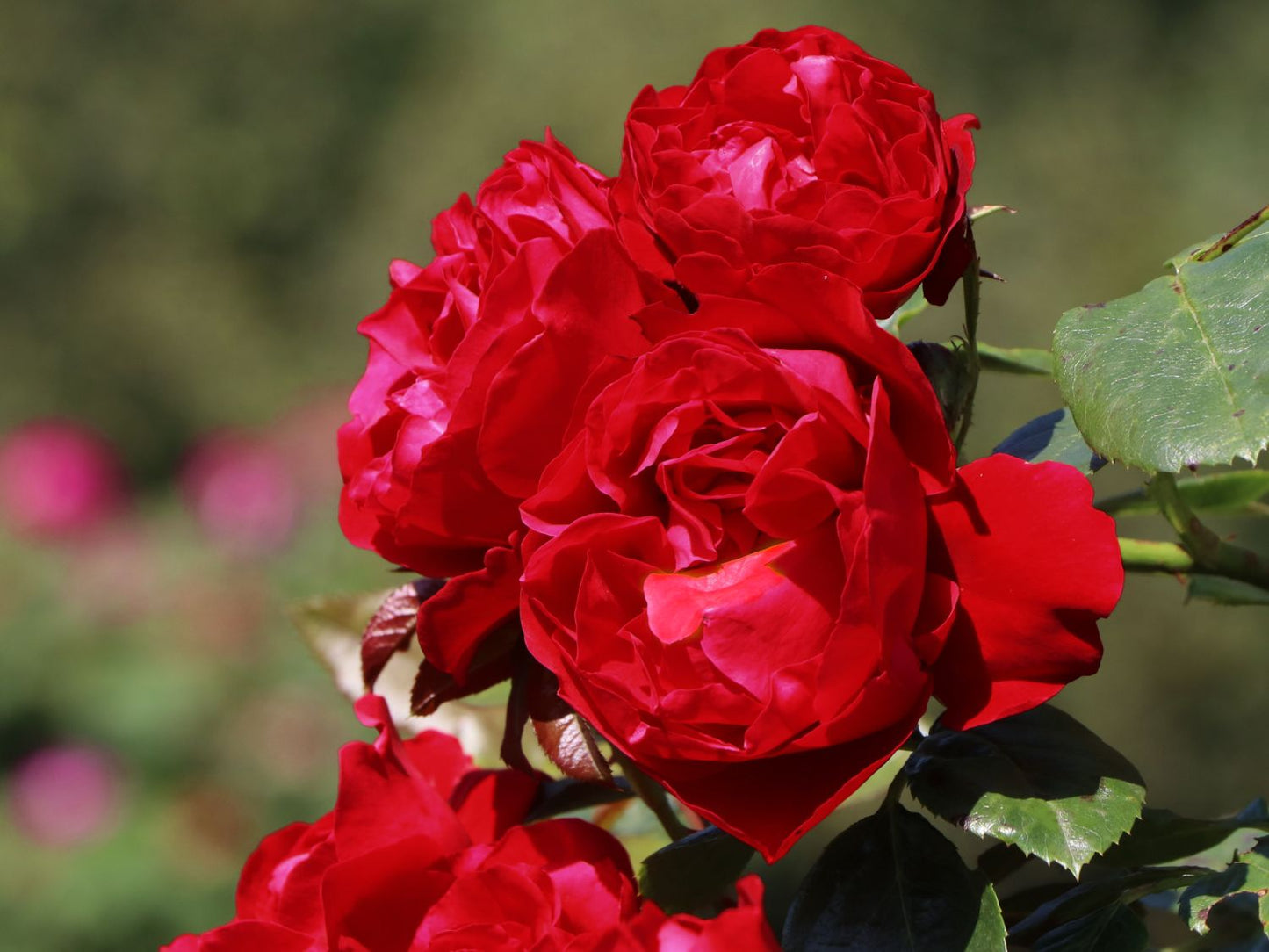 Roze Florentina®