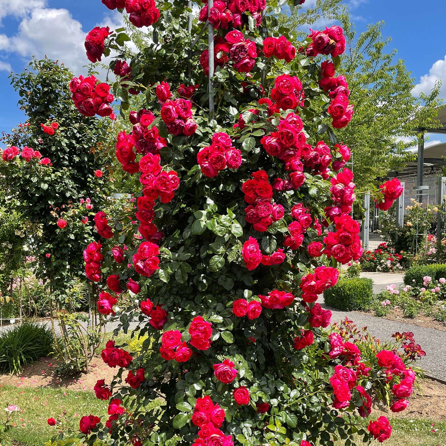 Roze Florentina®