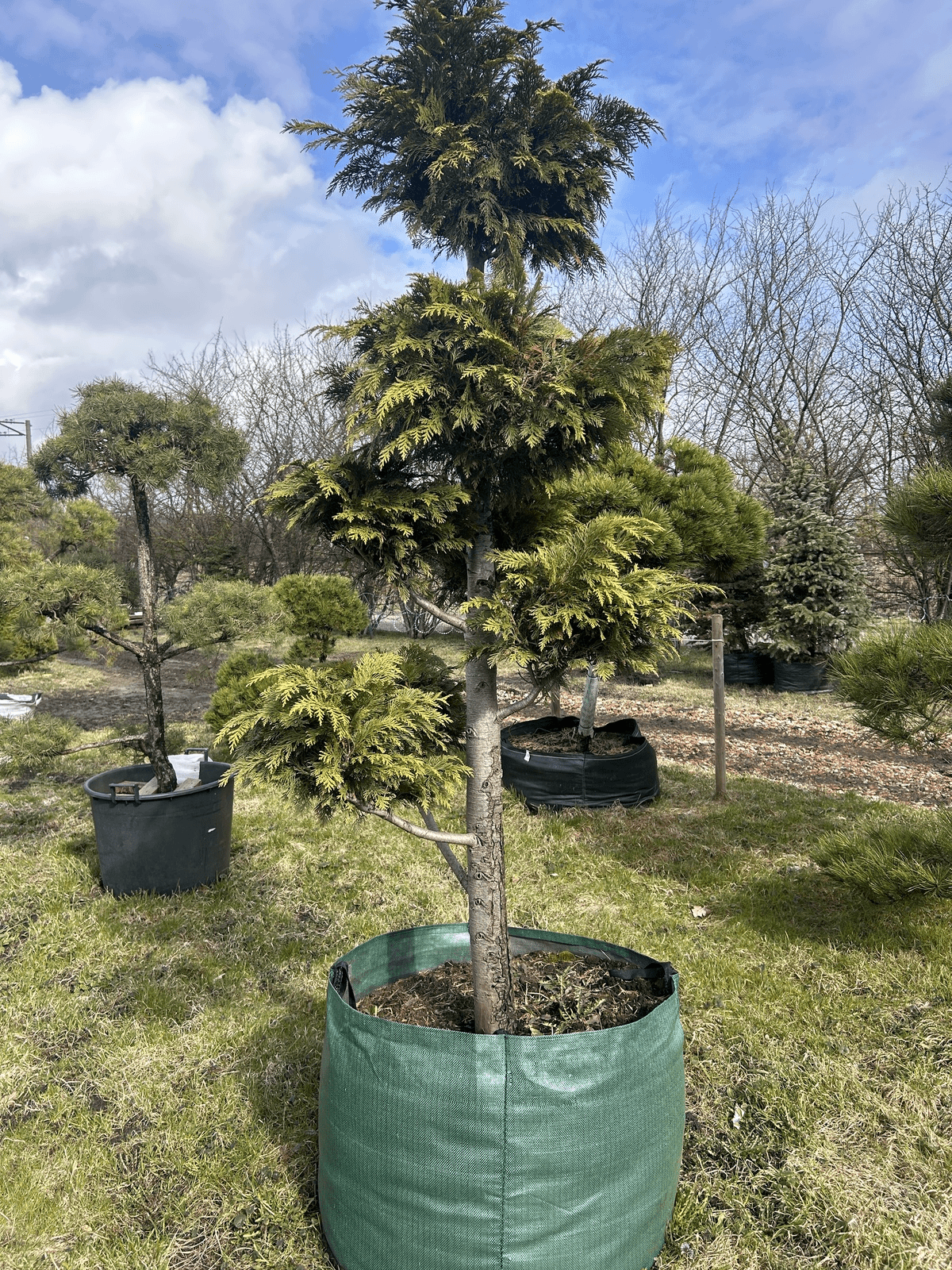 Bonsai | Niwaki | Paciprese