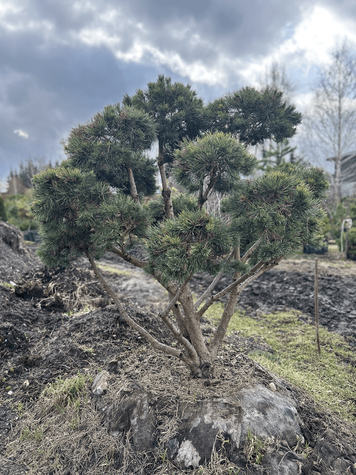 Pinus sylvestris 'Watereri' Bonsai-Niwaki 1.7x1.7m