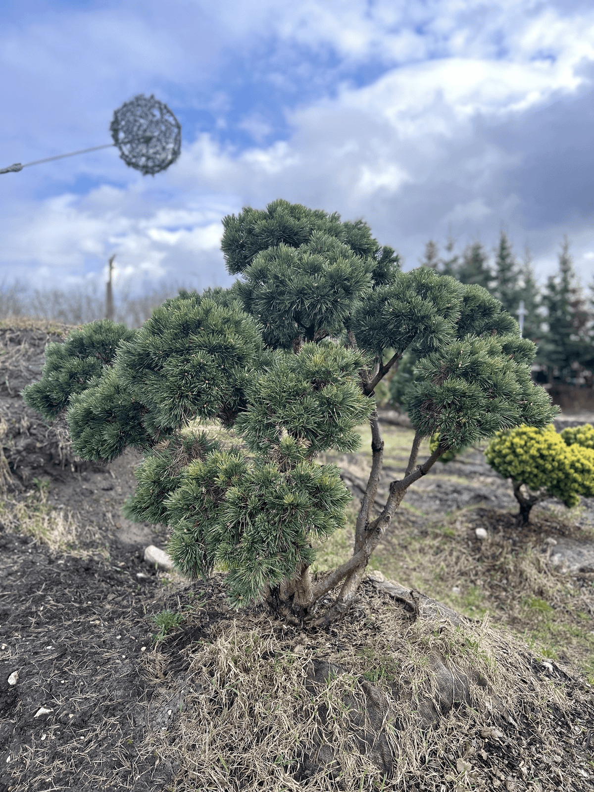 Pinus sylvestris 'Watereri' Bonsai-Niwaki 1.7x2.2m